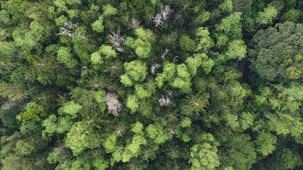 Naklejka premium Tropical rain forest bird eye view. Aerial view of tree in forest.
