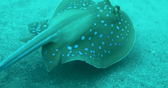 Bluespotted Stingray in the Red Sea beside the Coral Reef