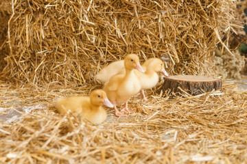 Live yellow ducks next to fresh hay close-up. the concept of raising animals on a farm.