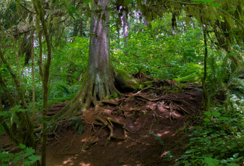 moss covered tree and roots
