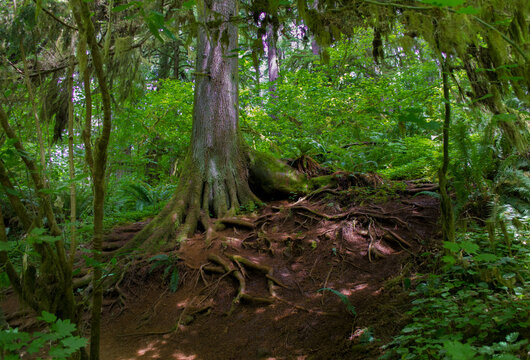 moss covered tree and roots © Shannon Tomey