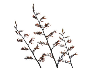 Flax  (Phormium colensoi) isolated on white background. Flowers, seed pods.