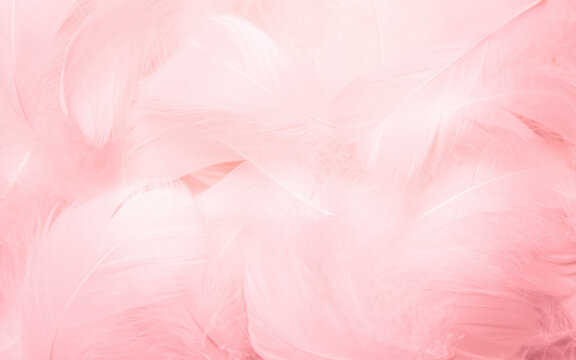 Softness of Pink Swan Feathers Texture Background.