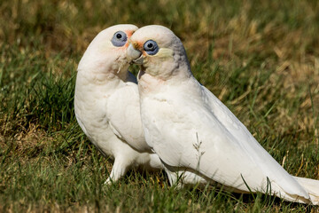 Fototapeta premium Little Corella in Victoria, Australia