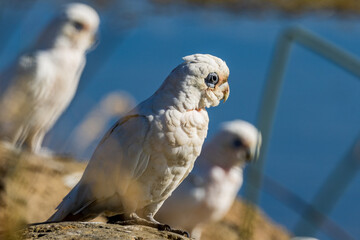 Little Corella in Victoria, Australia