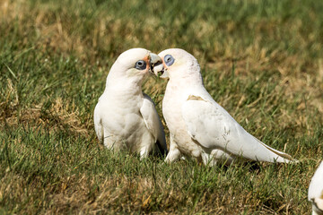 Little Corella in Victoria, Australia