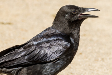 Fototapeta premium Little Raven in Victoria, Australia