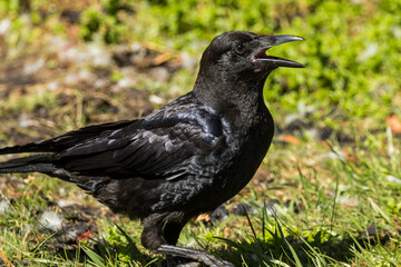 Fototapeta premium Little Raven in Victoria, Australia