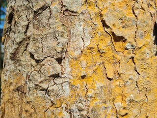 The patterned texture of the bark on the tree is beautiful.