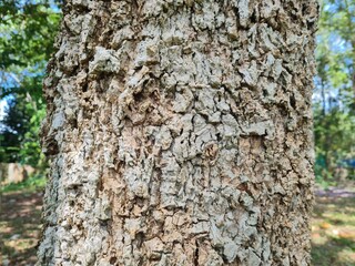 The patterned texture of the bark on the tree is beautiful.