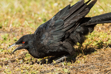 Obraz premium White-winged Chough in Victoria, Australia