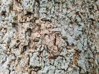 The patterned texture of the bark on the tree is beautiful.