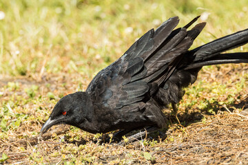 White-winged Chough in Victoria, Australia