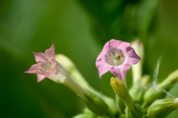 Shooting a pink tobacco flower in the garden close-up, the beauty of tobacco flowers.