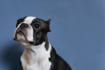 Boston terrier