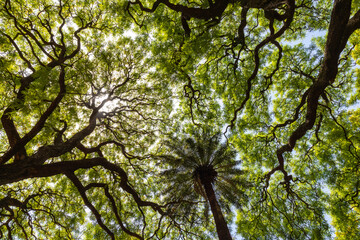Looking up into the urban tree canopy in Buenos Aires Argentina