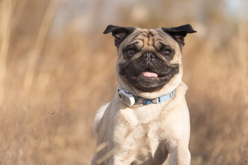 犬, 動物, パグ, かわいい, ドッグ, 鼻ぺちゃ, 楽しい, 幸せ, 嬉しい, 笑顔