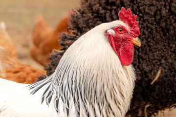 Curious rooster keeping a watchful eye on the situation.