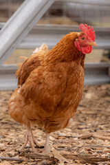 Serious looking curious chicken keeping a watchful eye on the situation.