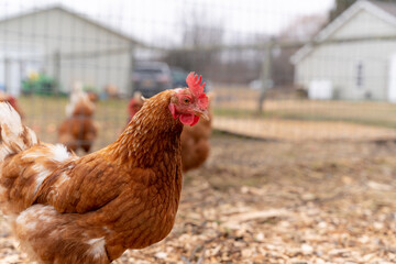 Funny looking curious chicken keeping a watchful eye on the situation.