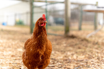 Proud chicken keeping a watchful eye on the situation.