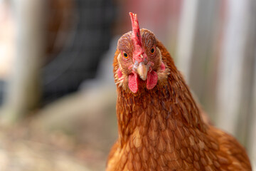 Funny looking inquisitive chicken keeping a watchful eye on the situation.