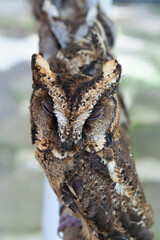 Funny portrait of baby sunda scope owls sitting on perch side by side among group of another birds. 