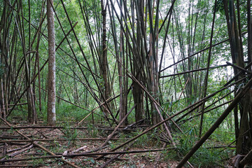 Natural landscape of green Bamboo groove and forest