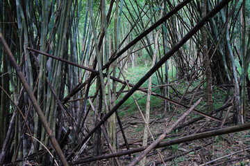 Natural landscape of green Bamboo groove and forest