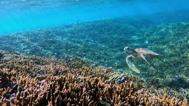 Closeup Of A Sea Turtle Swimming Over Coral Reef In Crystal Blue Ocean - underwater shot. 