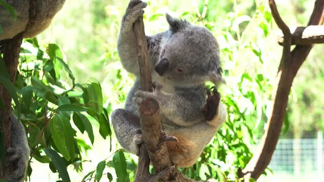 Female koala, phascolarctos cinereus scratching and grooming its fluffy grey fur with its back foot on the fork of the tree, moving and climbing up next to its mate at Australia wildlife sanctuary.