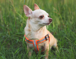 happy and healthy chihuahua dog sitting in meadow, looking away.