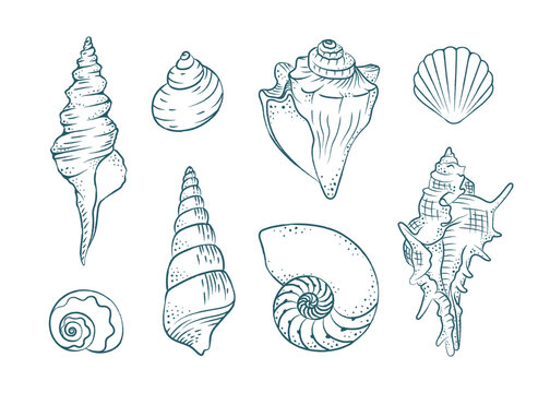 Seashells vector illustration set. Abstract boho sketch doodle style. Illustrations for menu, seafood restaurant design, resort hotel spa, surf boards. Wall Art Print, t shirt, phone case