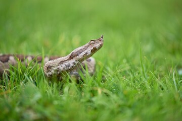 Nosed viper on a rock. Vipera ammodytes.