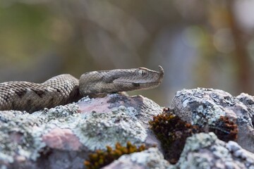 Nosed viper on a rock. Vipera ammodytes.
