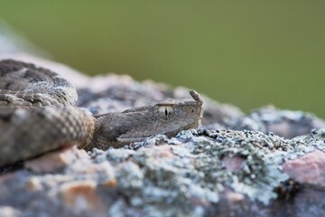 Nosed viper on a rock. Vipera ammodytes.