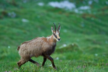 Wild chamois in the meadow. Rupicapra rupicapra.