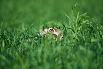 European hare, Lepus europaeus. Wild rabbit on grass.