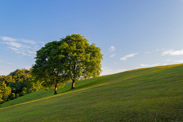 Big couple trees on the hill at Doi Samer Dao in Si Nan National Park at Nan province, Thailand.