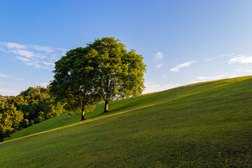 Big couple trees on the hill at Doi Samer Dao in Si Nan National Park at Nan province, Thailand.