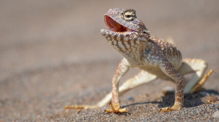 Reptiles in the desert