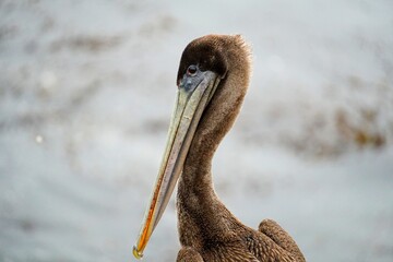 Pelican