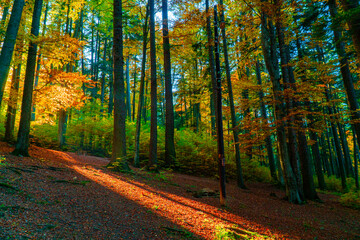 Obraz premium autumn in the forest