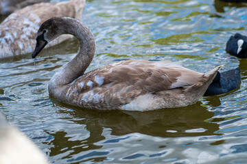country goose swimming