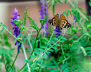 butterfly on a flower