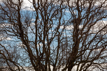 Salix matsudana tortuous. Detail of a tortuous or twisted willow in winter.