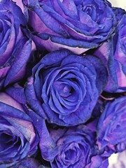 blue rose petals