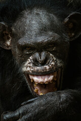 Cape Guinean chimpanzee bred in captivity.