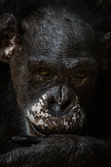 Obraz premium Cape Guinean chimpanzee bred in captivity.