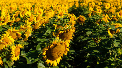 Panorama of sunflowers. Many sunflowers bloom in summer. - 560330308